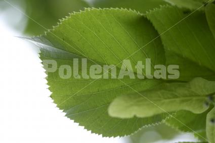 Tilia cordata 