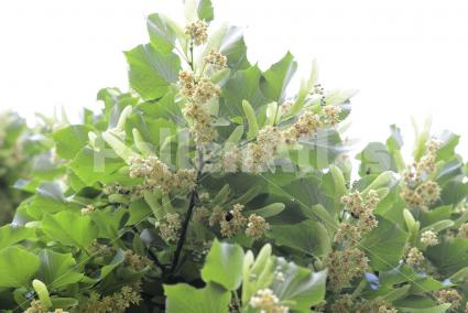 Tilia cordata 
