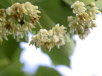 Tilia cordata 