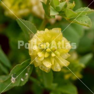 Trifolium campestre