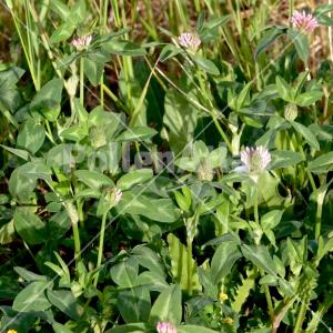 Trifolium pratense