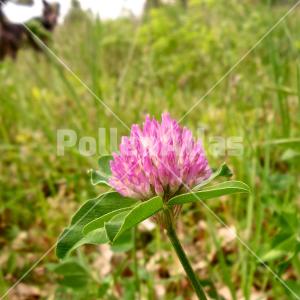 Trifolium pratense