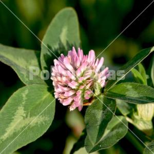 Trifolium pratense