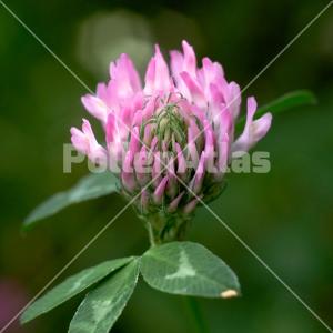 Trifolium pratense