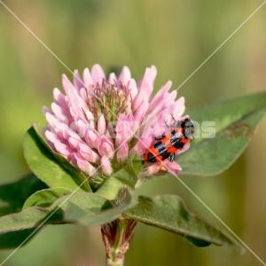 Trifolium pratense