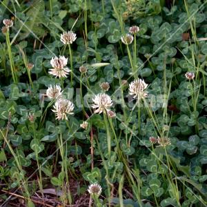 Trifolium repens