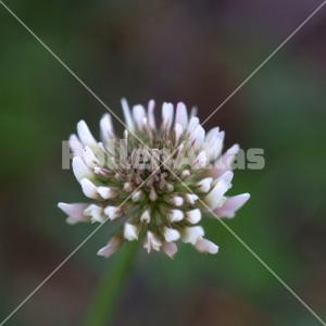 Trifolium repens