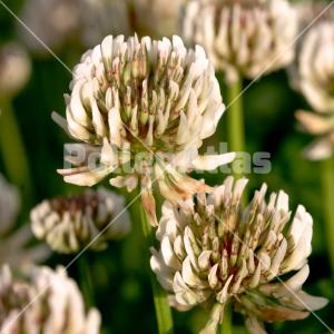 Trifolium repens