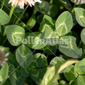 Trifolium repens