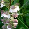 Acanthus mollis
