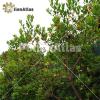 Arbutus unedo