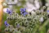 Borago officinalis