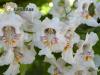 Catalpa bignonioides