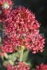 Centranthus ruber (L.) DC.