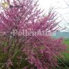 Cercis siliquastrum