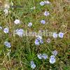 Cichorium intybus 1