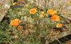 Eschscholzia californica