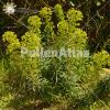 Euphorbia characias