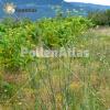 Foeniculum vulgare 1