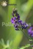 Medicago sativa 