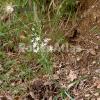 Ornithogalum narbonense