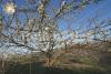 Prunus avium