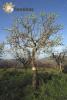 Pyrus communis