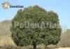 Quercus ilex L. Tree