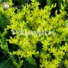 Sedum sexangulare 1