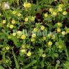 Trifolium campestre
