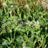Trifolium pratense