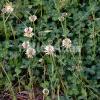 Trifolium repens
