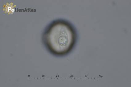 Aesculus hippocastanum