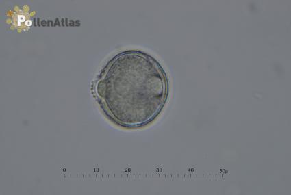 Aesculus hippocastanum