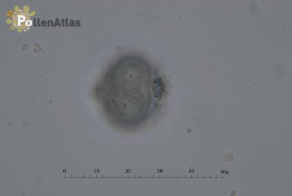 Aesculus hippocastanum