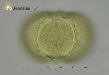 Asphodelus microcarpus