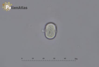 Buglossoides arvensis