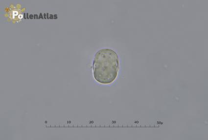 Buglossoides arvensis