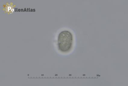 Buglossoides arvensis