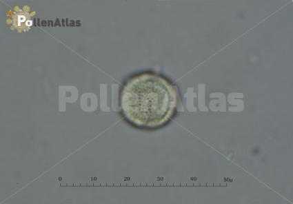 Capsella bursa-pastoris