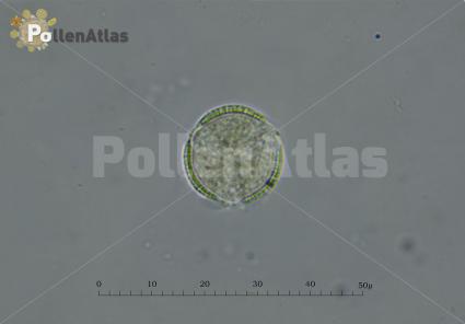 Capsella bursa-pastoris