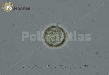 Capsella bursa-pastoris