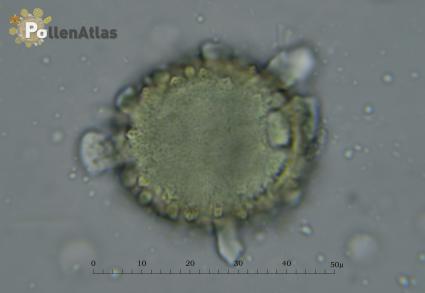 Carduus pycnocephalus