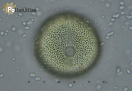 Cistus monspeliensis