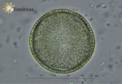 Cistus monspeliensis