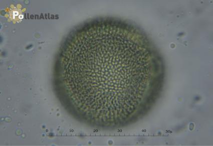 Cistus monspeliensis