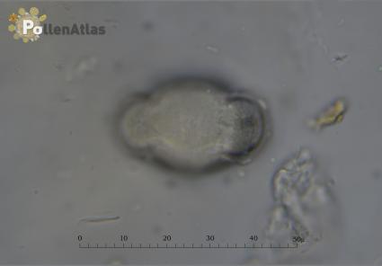 Cotoneaster horizontalis