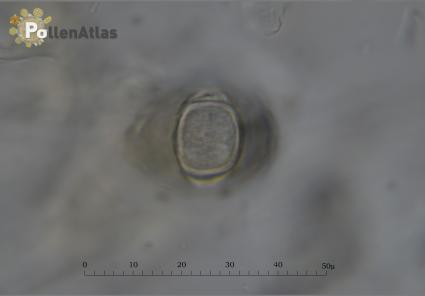 Cotoneaster horizontalis