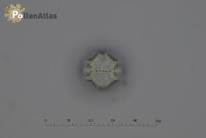 Crepis leontodontoides