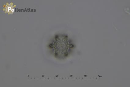 Crepis leontodontoides